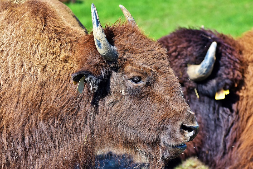 bison 3821338 960 720